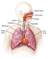 anatomy   respiratory system stanford medicine childrens health