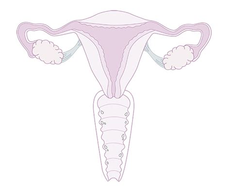 L Importance De La Lubrification Du Vagin Sécheresse Vaginale