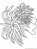Coloring Pages Sea Anemone Ocean Plants Seaweed Underwater Printable Urchin Coral Kids Calendar Colouring Color Canada Cattail Seas Oceans Waves sketch template