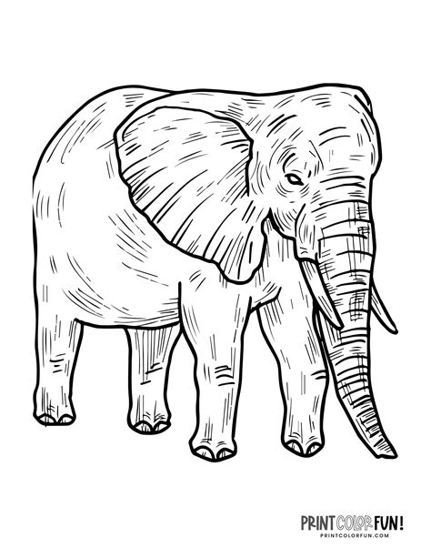 realistic elephant coloring pages  print  printcolorfuncom