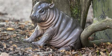 rare pygmy hippo named olivia born  swedish zoo huffpost