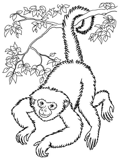 monkeys  print   monkeys kids coloring pages