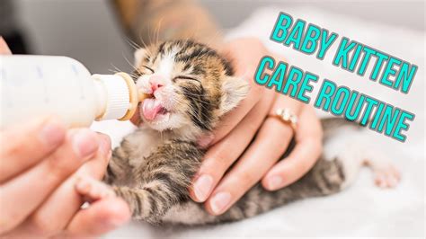 Kitten Nursery Care Routine For Neonates