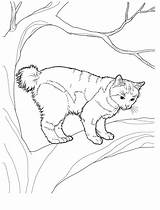 Colorat Desene Planse Pisica Bobtail Cats Desenat Pisici Japonais Waldkatze Colorear Animale Copii 2094 1590 Copaci Katzen Coon Colorkid Decupat sketch template