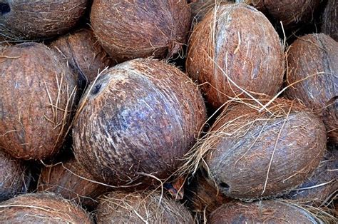 apakah  menyimpan kelapa  benar umum