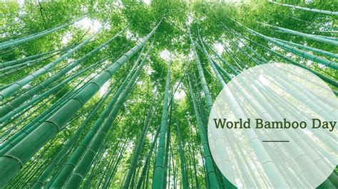 world bamboo day scicomm  nias