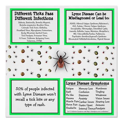 lyme disease information poster zazzlecom lyme disease symptoms
