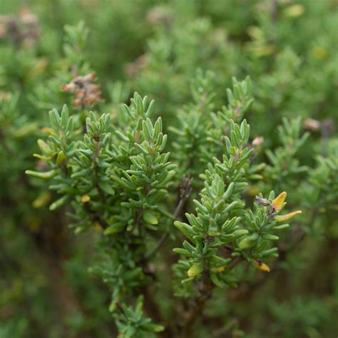 thyme linalool organic essential oil florihana