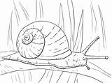 Snail Caracol Coloriage Escargot Snails Schnecke Lumaca Colorare Terrestre Sheets Schnecken Lumache Folha Longa Disegno Larga Respire Malvorlagen Weinbergschnecke Supercoloring sketch template