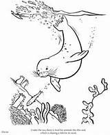 Coloring Pages Seal Colouring Seals Sheets Animal Kids Books Cartoon Printable Lion Ocean Alaska Sea Choose Board sketch template