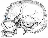 Osteology Inferior Quia Frontal Medial Section Nasal Concha Skull Coloring Bones Vault Features Auditory Facial Small sketch template