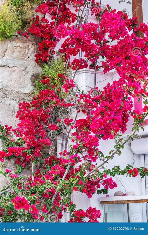 traditional greek village  bougainvillea flowers  milos island