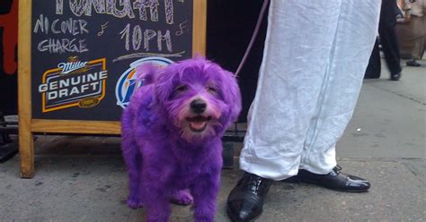 superforest purple dog  midtown