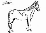 Pinto Horses sketch template