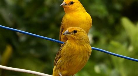 kanarie een kleurrijke zangvogel dierennieuwsnl