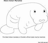 Manatee Coloring Pages Color Usage Data Printable Blacklist Add Statistics Android App Mobile Check Posts Designlooter Preclinical Manatees Step Animals sketch template