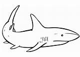 Coloring Pages Sharks Shark Printable Kids sketch template