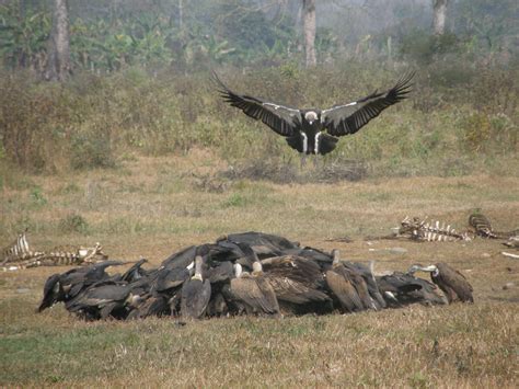 adapt  die lessons  vulture conservation  south asia iucn