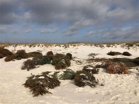 gulf state  accept christmas trees  dune restoration