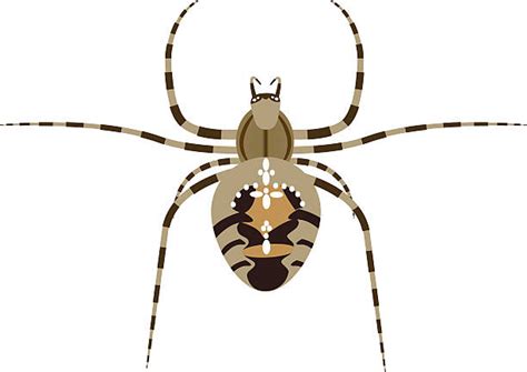 Garden Spider Illustrations Royalty Free Vector Graphics And Clip Art