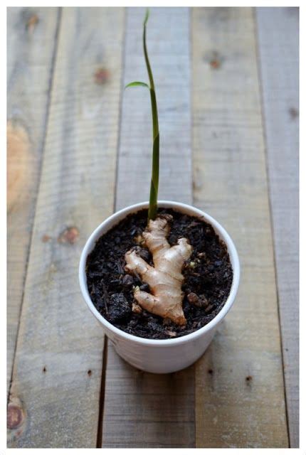 tips  growing   ginger growing ginger indoors growing