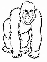 Gorila Ape Gorilla Pintar Ausmalbilder Realistic Theanimals Affe Kostenlos Herunterladen sketch template