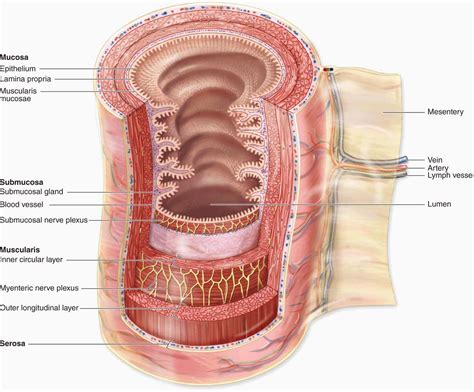 correctly label   tissues   digestive tract diagram sexiz pix