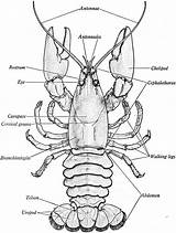 Crayfish Dissection Labeled Diagram External Carapace Anatomy Kids Science Detail Zoology Biology W7 C1 Classical Conversations Worksheet Life Dorsal Conversation sketch template