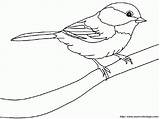 Chickadee Coloring Capped sketch template