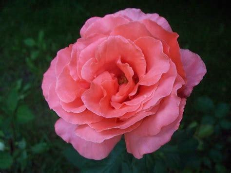 filecloseup   pink rose  full bloomjpg