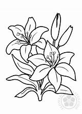 Lilies Coloring Flower Two Pages Flowers Templates sketch template
