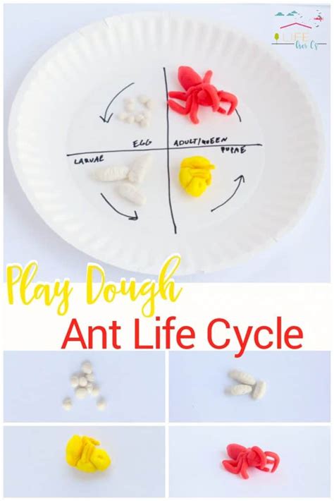 hands  play dough ant life cycle activity