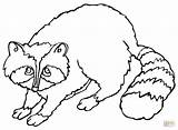 Raccoon Coloring Cute Pages Printable Drawing Baby Color Supercoloring Silhouettes Getdrawings Online sketch template
