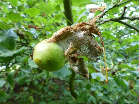 apfelbaum krankheiten haeufige gefaehrliche krankheiten plantura