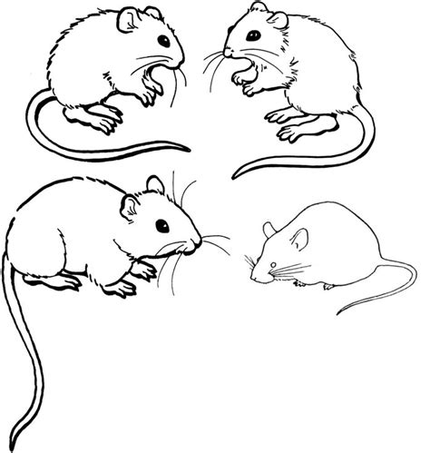 baby mice coloring pages coloring home