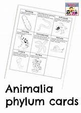 Animal Classification Kids Classified Teach Animals Ll Pdf Cool Click Adventuresinmommydom sketch template