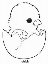 Chick Coloring Pages Chicken Baby Hatching Chicks Little Egg Easter Kids Color Sheets Drawing Eggshell Adorable Printable Print His Variety sketch template