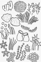 Coral Reef Drawing Draw Line Easy Coloring Pages Sea Underwater sketch template