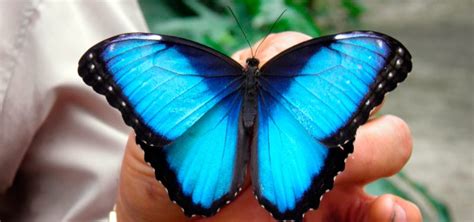 mariposa morpho caracteristicas   donde vive