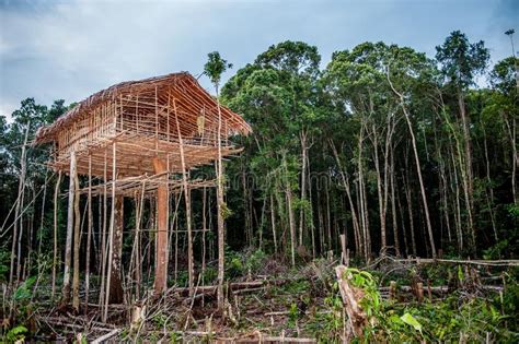 casa tradizionale  korowai fotografia stock immagine  interno guinea