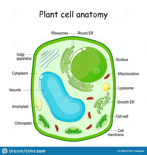 plant cell anatomy stock vector illustration  plant