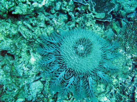 crown  thorns starfish  stockarch  stock photo archive