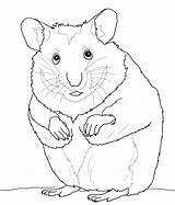 Hamster Gordo Colorironline sketch template