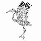 Brolga Coloring Crane Advanced Drawing Bird Zentangle Pages Clipart Australian Illustration Chinese Antistress Drawn Hand Animals Vector Mandala Oilfield Vise sketch template