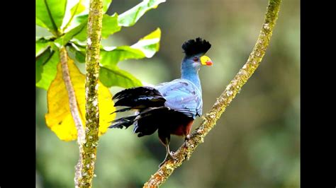 turacos birds  attractive  colorful turacos  africa youtube