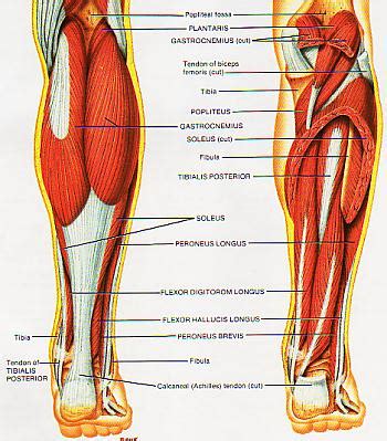 shin splints  guide   nagging leg pain
