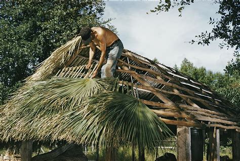 seminole indian thatching  chickee photograph  willard culver