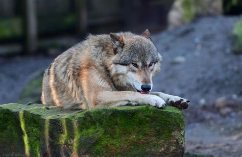 timberwolf foto bild tiere zoo wildpark falknerei saeugetiere bilder auf fotocommunity