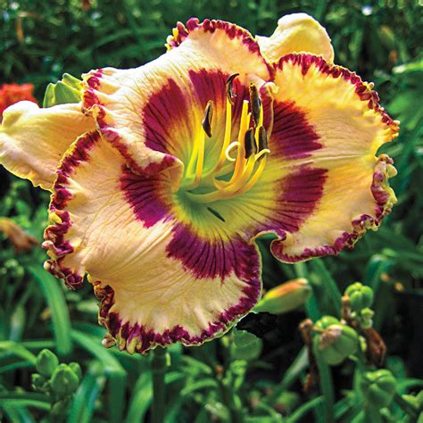 Sink Into Your Eyes Daylily Jumbo Daylilies Spring Hill