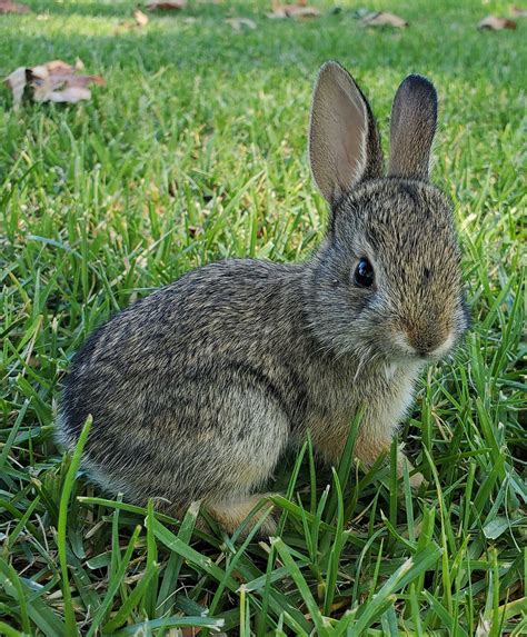 case study cottontail caught  fence california wildlife center